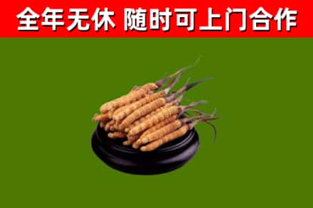 梧州回收散虫草